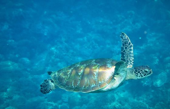 private boat charter, Bonaire, Kralendijk Snorkeling, wakeboarding, tubing