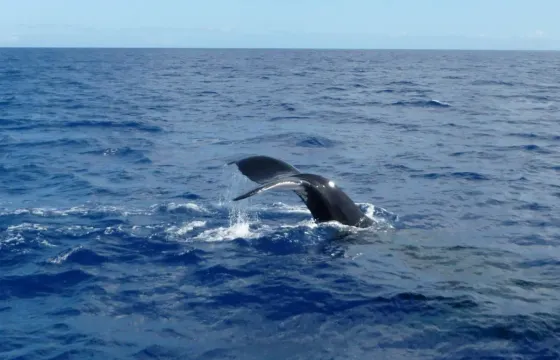7 Hour Shared Whale Waching Cruise in Mirissa, Sri Lanka