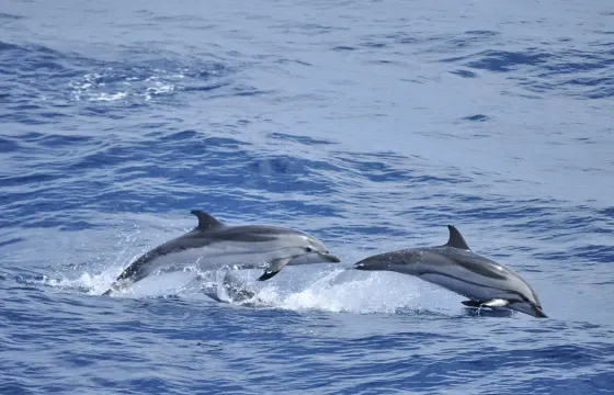 Dolphin Watching on Gulf Craft  Silvercraft 36CC!