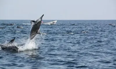 Dolphin Watching on Gulf Craft  Silvercraft 36CC!