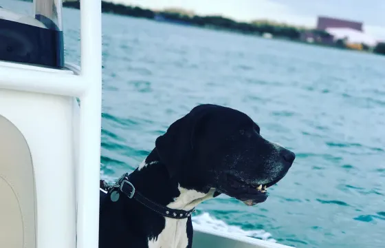 NauticStar 231 Center Console Hybrid in Sarasota Bradenton