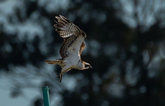 Lisbon: Birdwatching Boat tour in the Tagus estuary