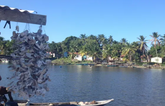 Day Tour in Morro de SP, Around Tinharé Island