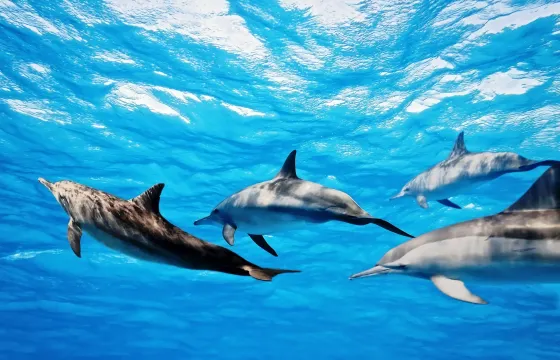 4 hours Dolphin Safari Tour in Corralejo, Canarias
