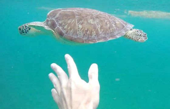 Private Anguilla Adventure – 7h50, up to 9 guests | 33ft Schaefer Boat