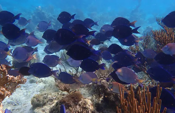Mangrove Tunnel Tour & Reef Snorkeling