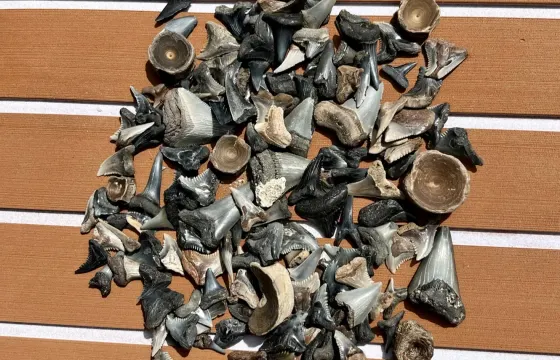 Barrier Island Fossil Excursion