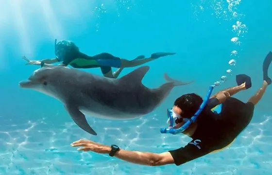 Dolphin House - Private Speedboat Snorkeling - Luxury Private Trip