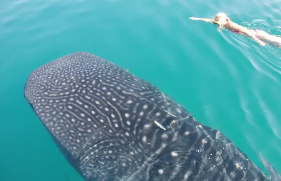 Swim With The Whale Sharks Trip in La Paz