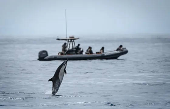 Private Adventure Whale Watching Tour Up to 6 Passengers