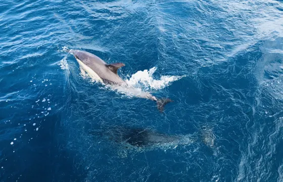 Sailing Charter On Cruising Monohull In Lisbon, Portugal