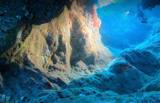 Guided shore dives in Bonaire