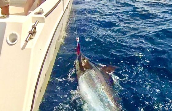 Catch the fish of your lifetime in Gran Canaria!