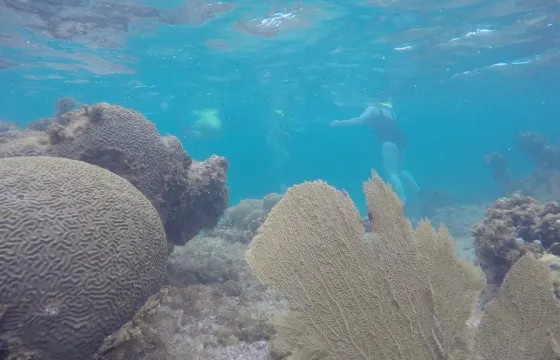 Snorkel Like a Pro: Gear Rental
