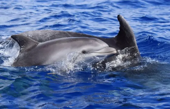 Whale and Dolphin Watching tour