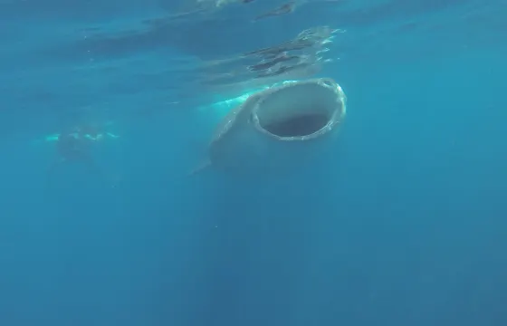 Swim with Whale Shark In Cancun, Isla Mujeres and all Mayan Riviera