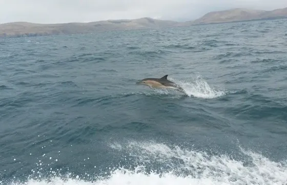 Enjoy Fishing in Sligo, Ireland on 33' Trawler