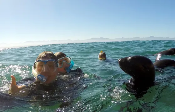 Snorkeling with Seals in Western Cape, South Africa