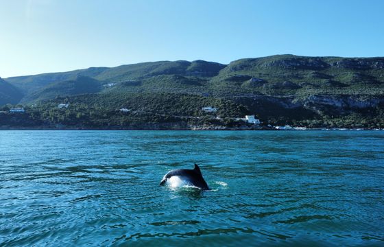 Setúbal, Tróia and Arrábida boat tour for up to 8 people