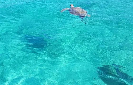 Tutrles, Snorkeling Beach day!