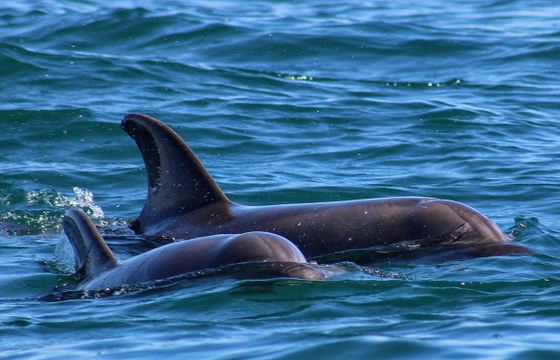 Shared Boat 2-Hour Wildlife Encounter in San Jose del Cabo