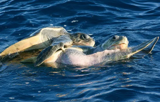 Shared Boat 2-Hour Wildlife Encounter in San Jose del Cabo