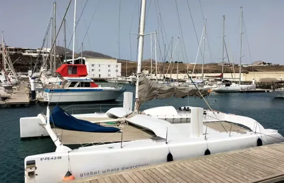 100% Electric Whale Watching Catamaran (private experience)