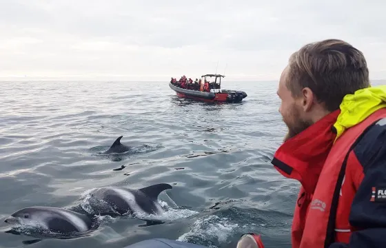 Whale Watching Adventure in Reykjavík, Iceland