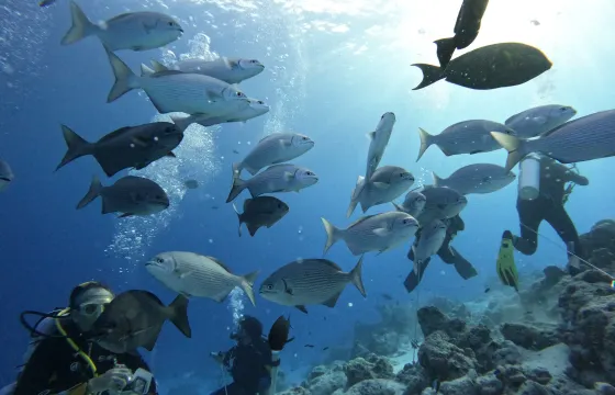 Diving Trip At South Ari Maldives Led By Experienced Dive Professionals