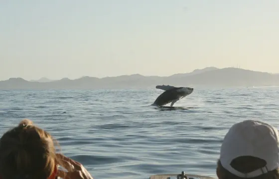 Sunset Whale Watching in San Jose del Cabo