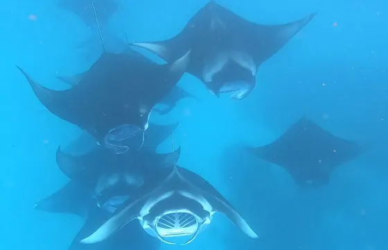 Tiger Sharks Diving / Manta Ray Diving / Wreck Diving