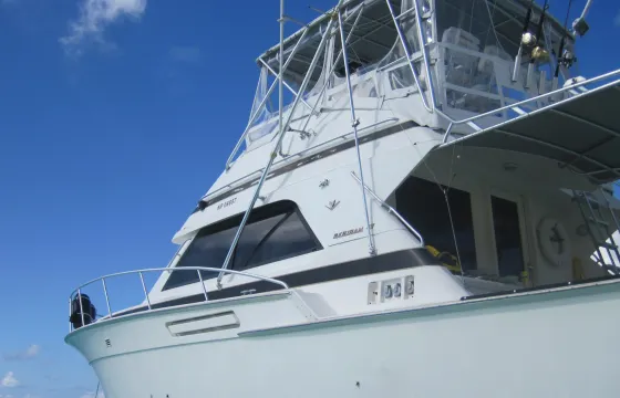 Snorkel & Turtle Adventure on our 43' Bertram in Nassau