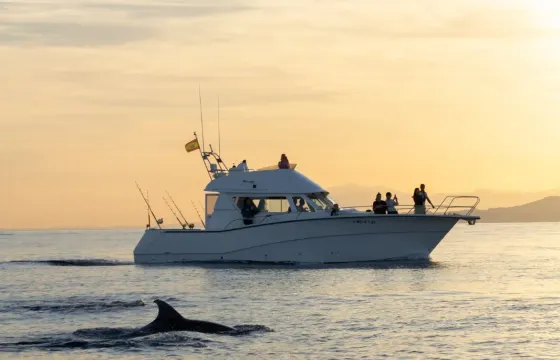 Dolphin watching on a yacht with snacks and drinks