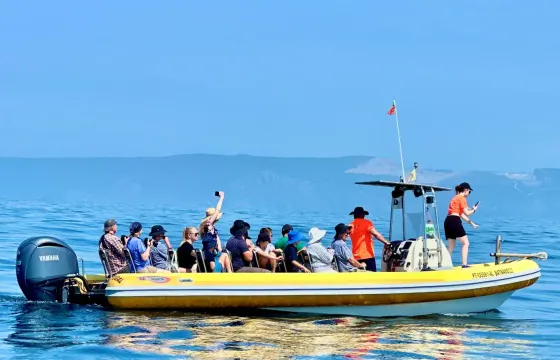 Sesimbra: Dolphin Watching