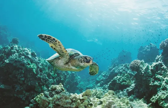 Snorkeling with Hawaiian green sea turtles!