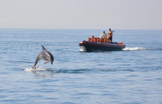 Atomal RIB