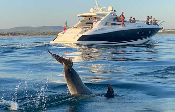 Sunseeker Portofino 53