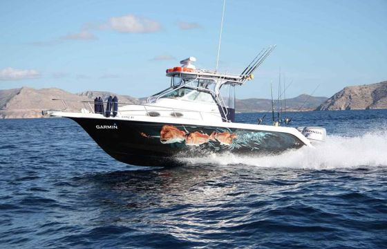 Proline Cabin 28