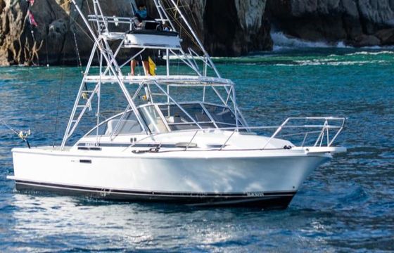 Blackfin 31