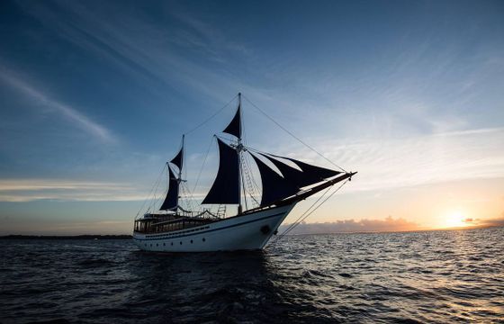 Traditional 131
