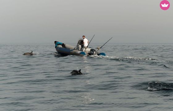 narwhal hd-580