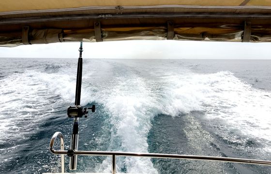 Sea Hawk 47