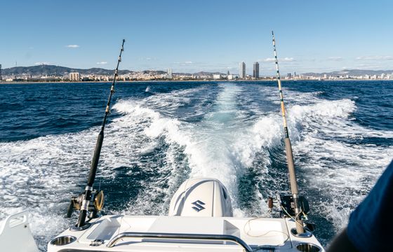 Barracuda 7
