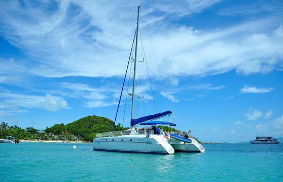 Belize Cat 43