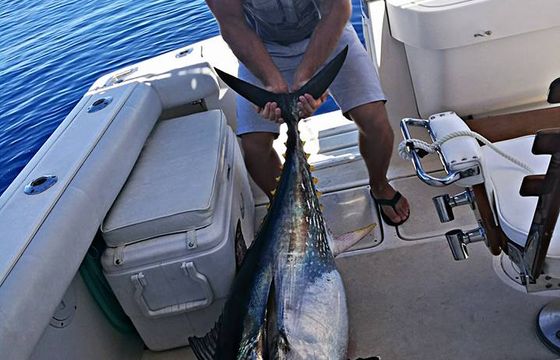 PURSUIT OFFSHORE 3000