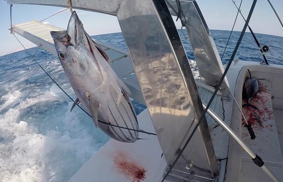 FishTrackers.Tours Bertram 35ft