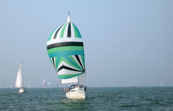 Seagull