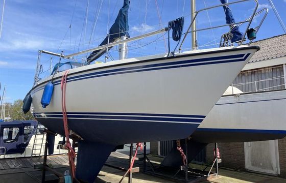 Sunwind 31
