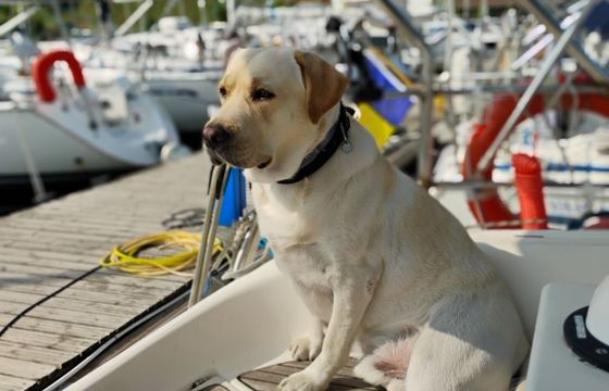 Sailboat Bavaria 35 holiday 10.4m