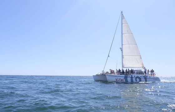 Catamaran Sailing Catamaran Custom 15.12m